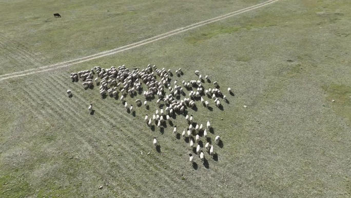 草原羊群