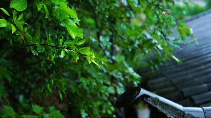 雨滴落在屋檐的树叶上 自然氛围