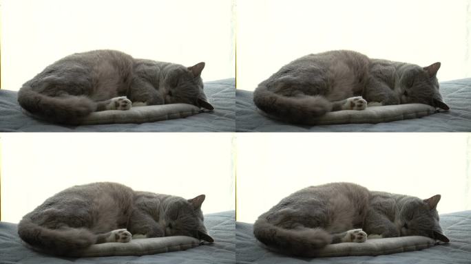 一只灰色的英国短毛猫正在睡觉
