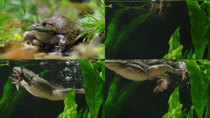 牛蛙 牛蛙野生环境微景观 牛蛙跳水