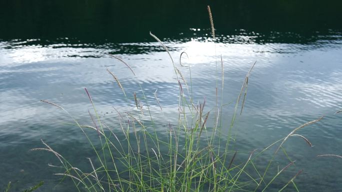 湖面傍晚 水草 户外 野生 自然