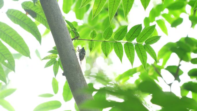 4K实拍阳光下绿叶夏天蝉鸣清新