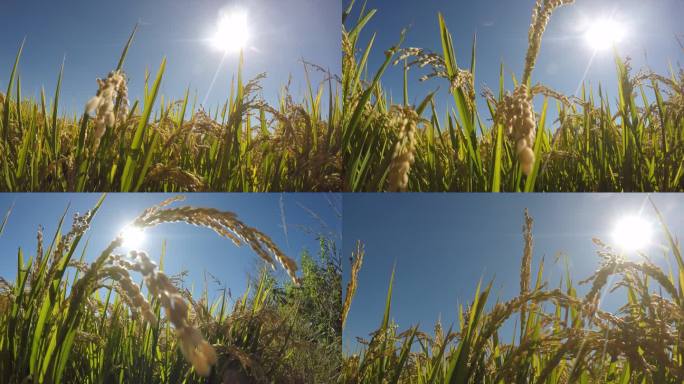 10-逆光下的水稻-蓝天-太阳