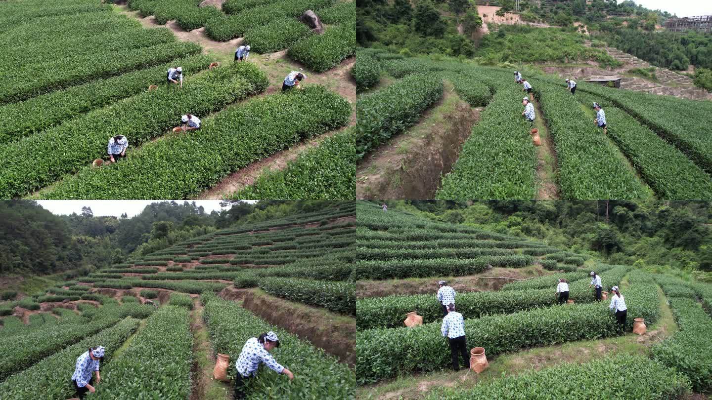 华安茶山铁观音采茶女航拍