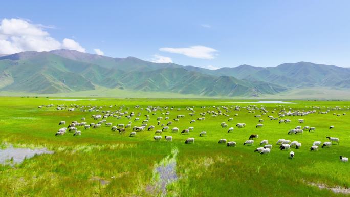 航拍新疆巴音布鲁克草原牛羊成群高山河流