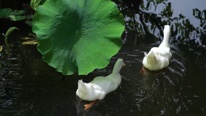 梳妆觅食的鸭子