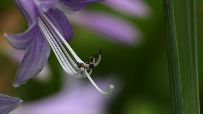 4k 紫玉簪花