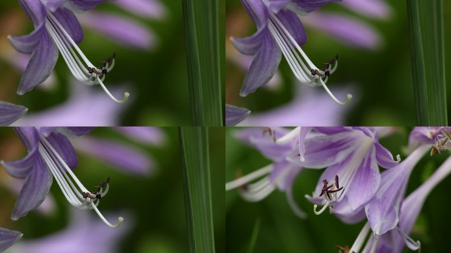 4k 紫玉簪花