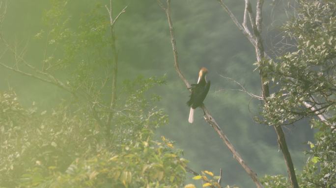 珍稀鸟类花冠皱盔犀鸟站在热带雨林的枯枝上
