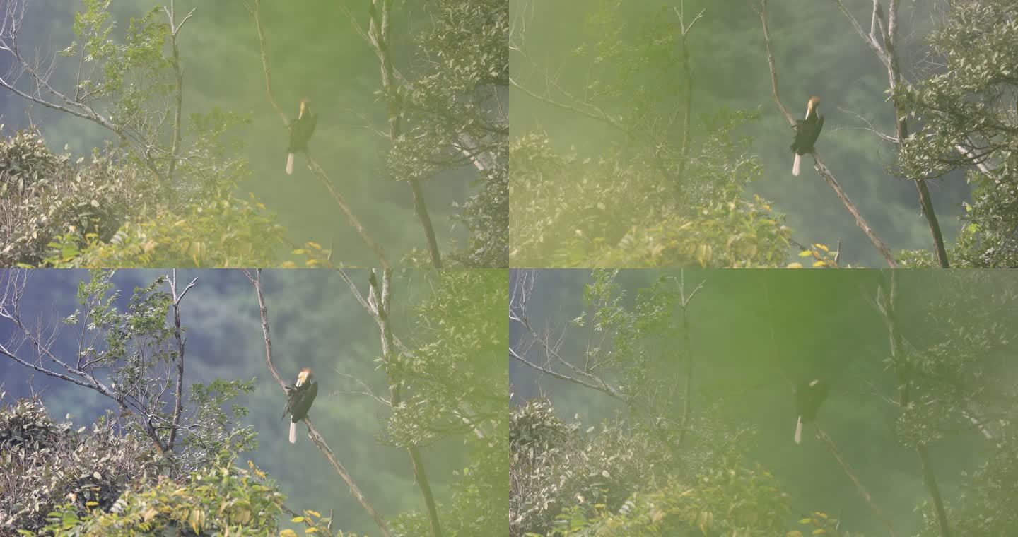 珍稀鸟类花冠皱盔犀鸟站在热带雨林的枯枝上
