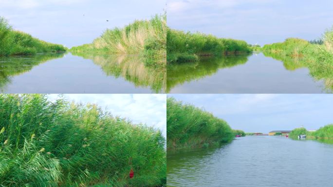 乌梁素海芦苇荡