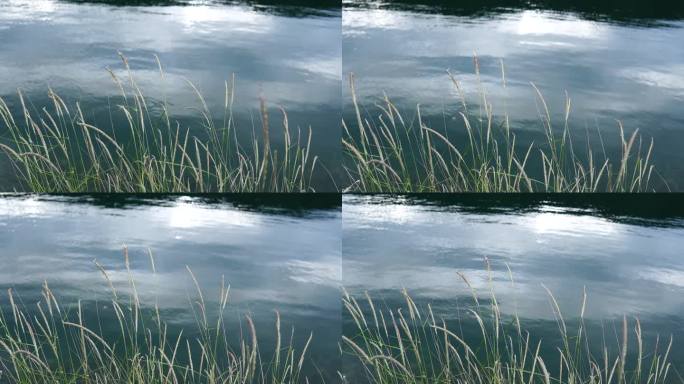 傍晚湖面的蓬草随风飘动