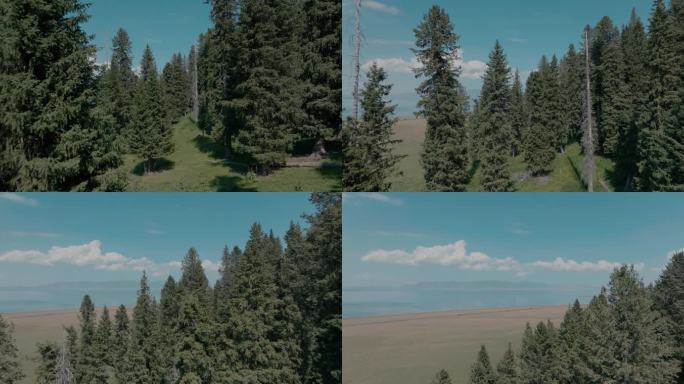 （5K广告级）新疆森林大自然生态