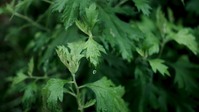 下雨中的艾草4K升格拍摄