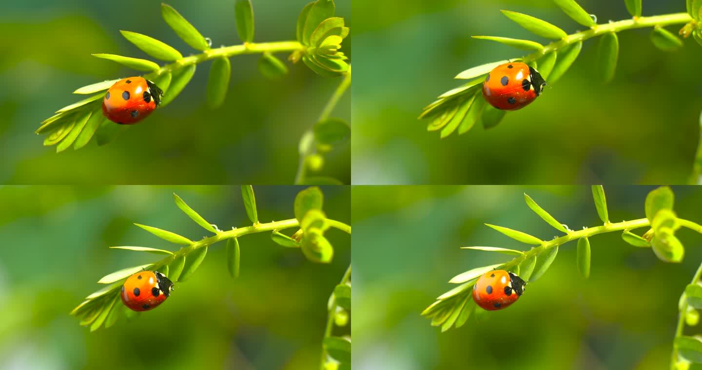 自然景色 瓢虫 昆虫 微距摄影