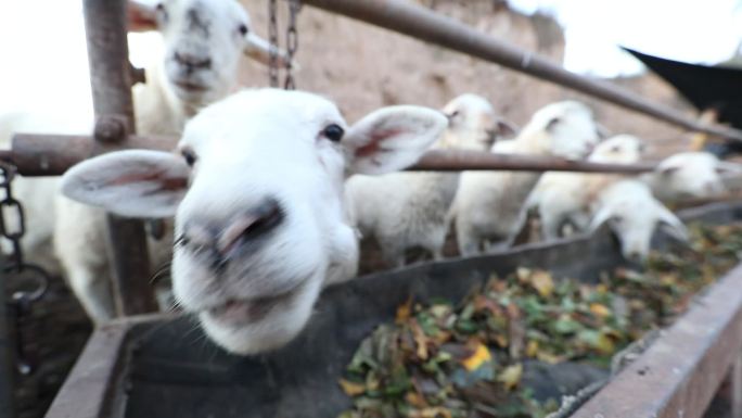 新型畜牧业  农村   羊圈   养羊