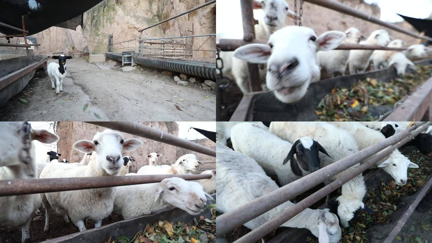 新型畜牧业  农村   羊圈   养羊