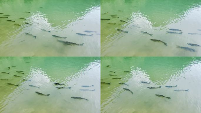贵州荔波大小七孔水中游过的鱼