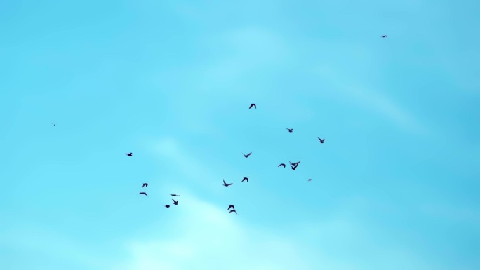 蓝天下飞鸟群飞升格