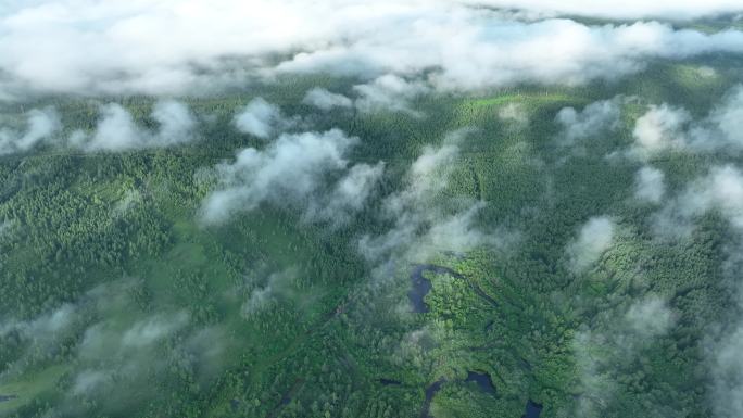 云雾缥缈的黎明绿色山林航拍