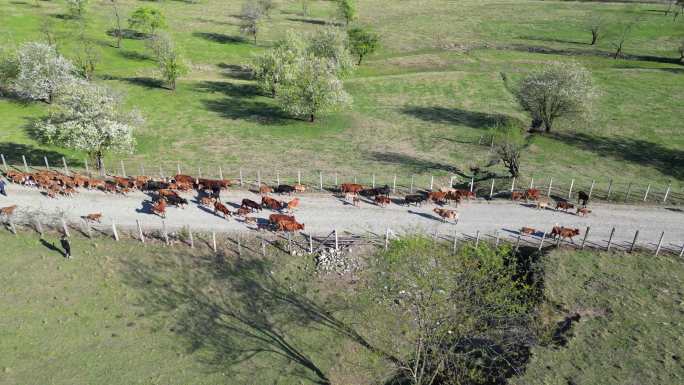 草地梨花林中的牛群