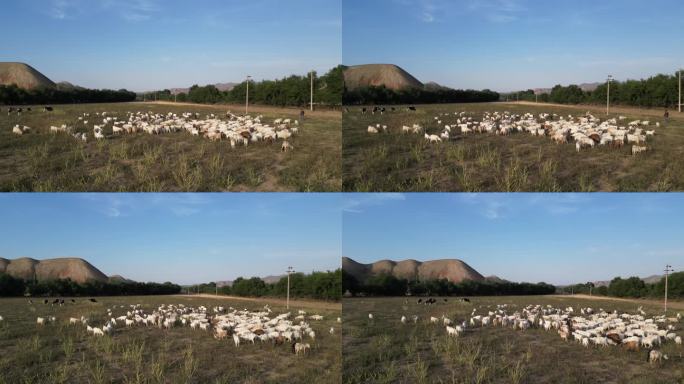 夕阳牧场下牛羊成群  山羊奶牛