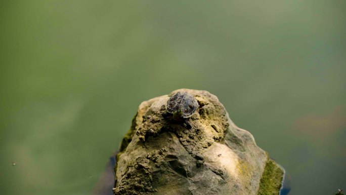 高清公园池塘石头晒太阳的乌龟草龟