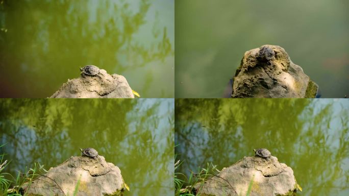 高清公园池塘石头晒太阳的乌龟草龟