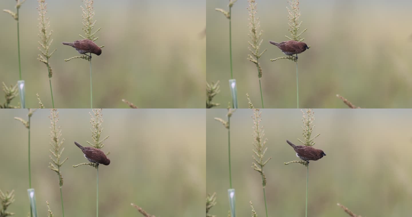 斑纹鸟吃稗草草籽的特写镜头