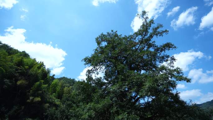 4K蓝天白云下的香榧树3