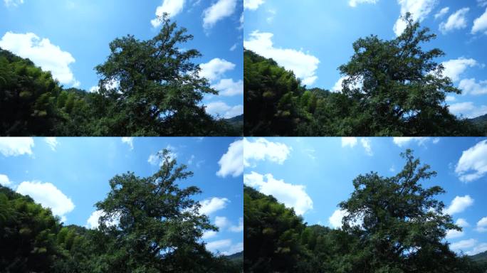 4K蓝天白云下的香榧树3