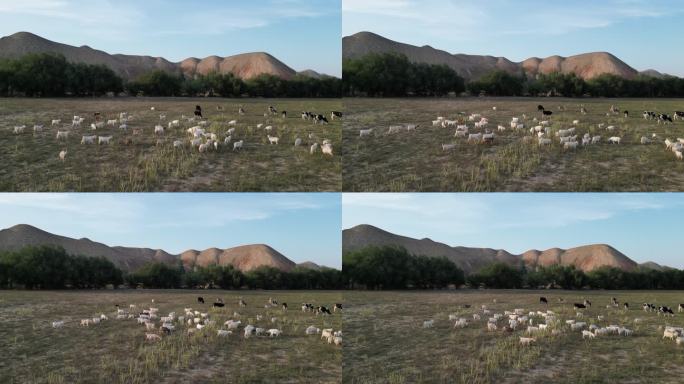 夕阳牧场下牛羊成群  山羊奶牛