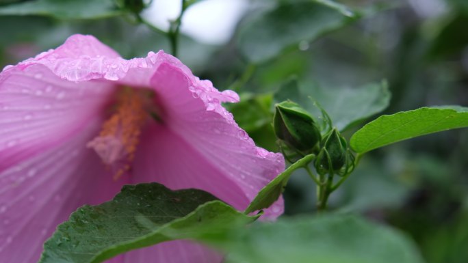 下雨天的花朵
