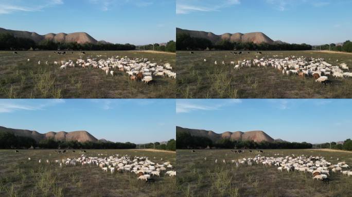 夕阳牧场下牛羊成群  山羊奶牛