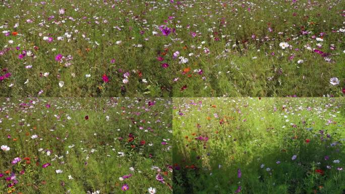 呼市金川开发区 金川开发区-金川全貌