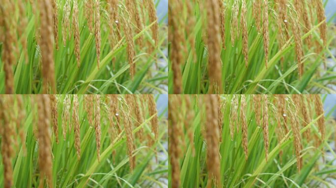 成熟的稻穗水稻特写雨露水珠田野