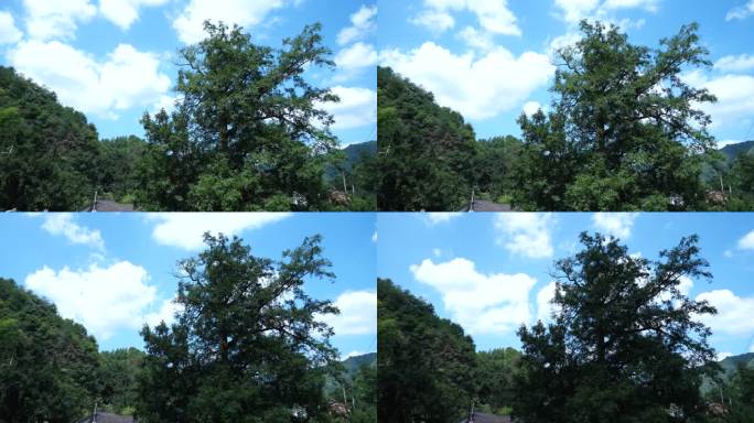 4K蓝天白云下的香榧树2