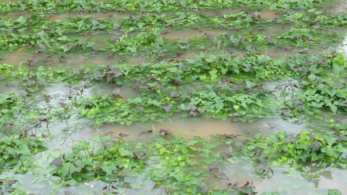 雨后被淹的农作物 红薯