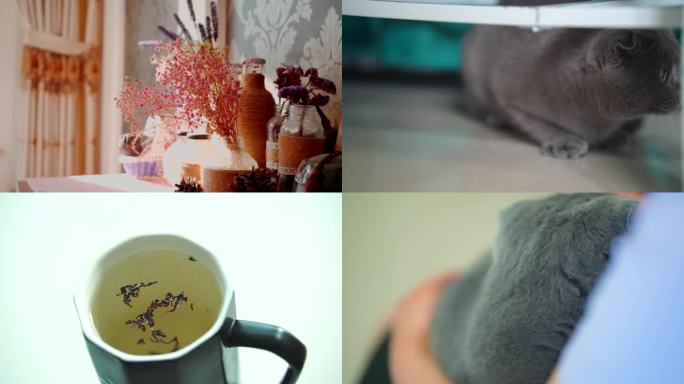 周末宅家喝茶撸猫实拍视频