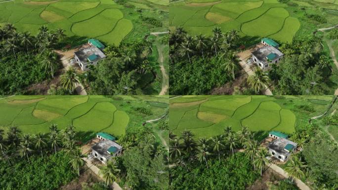 海南椰林水稻农村