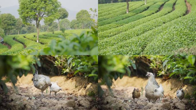 普洱生态无氟有机茶园