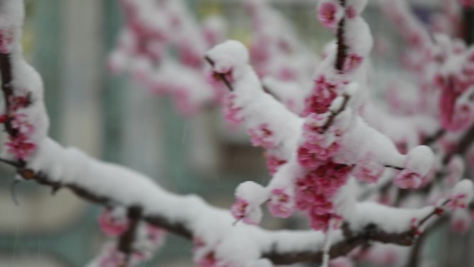 雪中榆叶梅