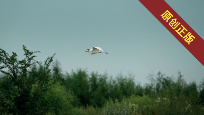 树林中飞翔的大白鹭升格