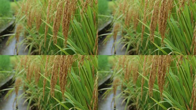 成熟的稻穗水稻特写雨露水珠田野