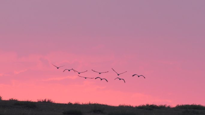 夕阳飞鹤4K原始升格素材