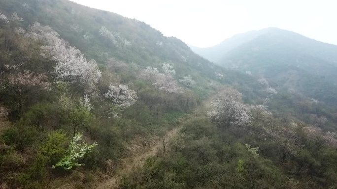 石柱峰寒婆坳山中的野樱花树（二）