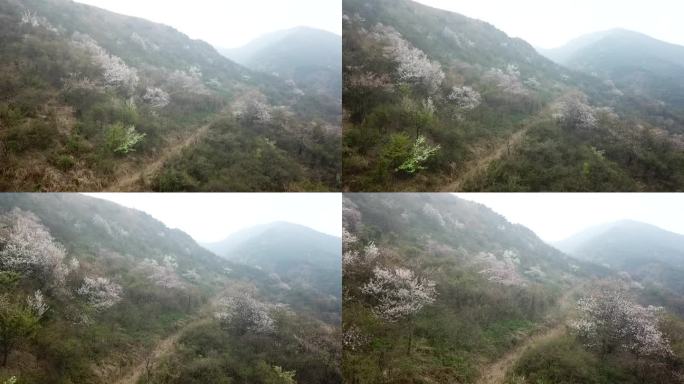 石柱峰寒婆坳山中的野樱花树（二）