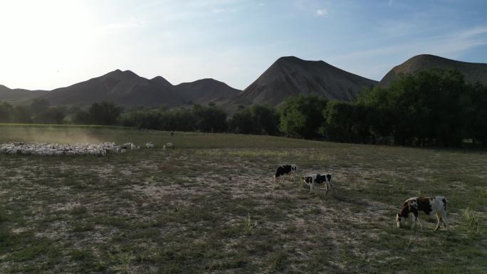 夕阳牧场下牛羊成群