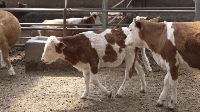 安格斯肉牛养殖