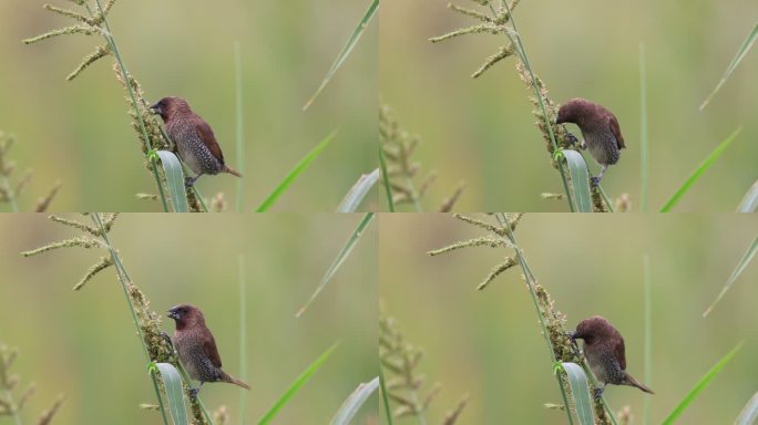 小鸟吃稗草草籽的特写镜头